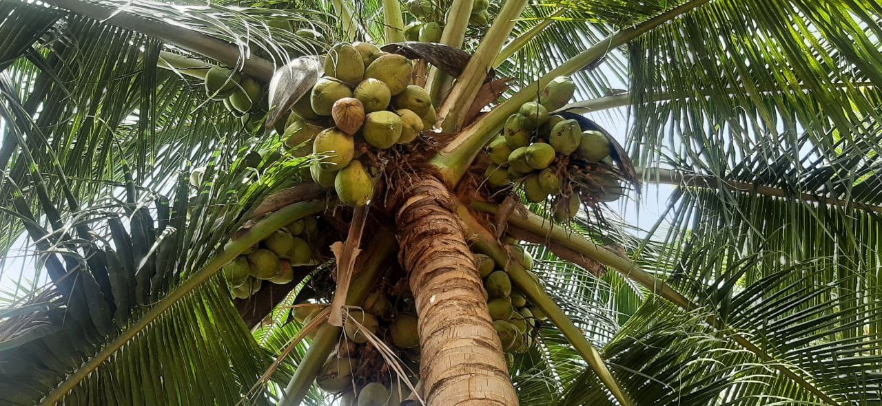 WhatsApp Image 2025-09-20 at 14.58.58 (1)